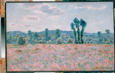 Mohnfeld